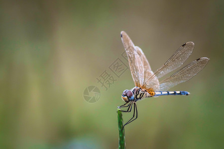 蓝色翅膀蜻蜓抓住干燥的树枝 复制空间 蜻蜓在大自然中 蜻蜓在自然栖息地 户外蜻蜓的美丽自然场景 背景墙纸 写作的概念萤火虫昆虫生活蓝色植背景