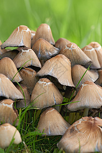 春天花园里生长着一簇簇蘑菇和鲜绿的草 在阳光明媚的日子里 一群有毒真菌在自然界的田野里蔓延 墨水盖帽或鸡腿菇植物背景树木食物帽子背景图片