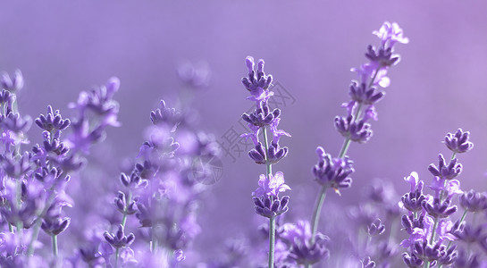 薰衣草花背景与美丽的紫色和散景灯 日落时在法国普罗旺斯的田野里盛开的薰衣草 特写 选择性的焦点自然高清图片素材