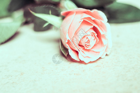 彩色粉红玫瑰花 情人粉红色苍白的玫瑰本底白色花瓣宏观粉色庆典婚礼背景图片