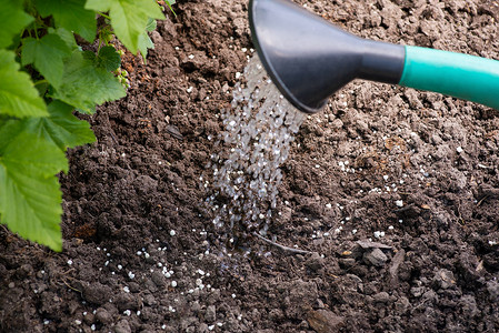 用水溶解土壤中的颗粒肥料高清图片