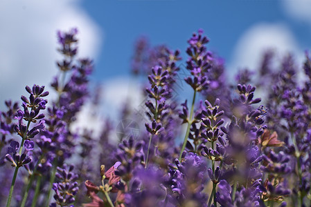 花朵中的青紫文库寄生虫工厂背景