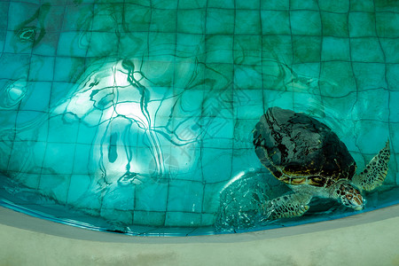 乌龟池塘中的霍克比海龟背景图片
