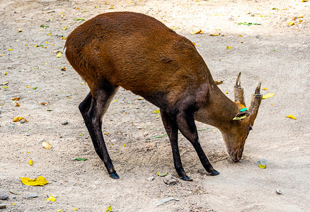 一只在动物园里爬起的干燥地面上叫叫鹿 耳朵上有一只TAG标签野生动物哺乳动物红色棕色环境公园喇叭动物背景
