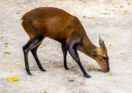一只在动物园里爬起的干燥地面上叫叫鹿 耳朵上有一只TAG公园野生动物标签动物红色棕色喇叭哺乳动物环境背景