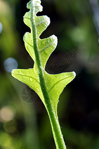 leaf天然背景的奥克Leaf森林近距离新鲜绿叶花园生长热带蕨叶植物水龙草生命植物学自然环境背景