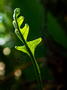 leaf天然背景的奥克Leaf森林近距离新鲜绿叶蕨叶树叶水龙草生命叶子生长花园生态植物群热带背景