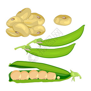 豆类素材白色背景的一片大豆被隔离插画