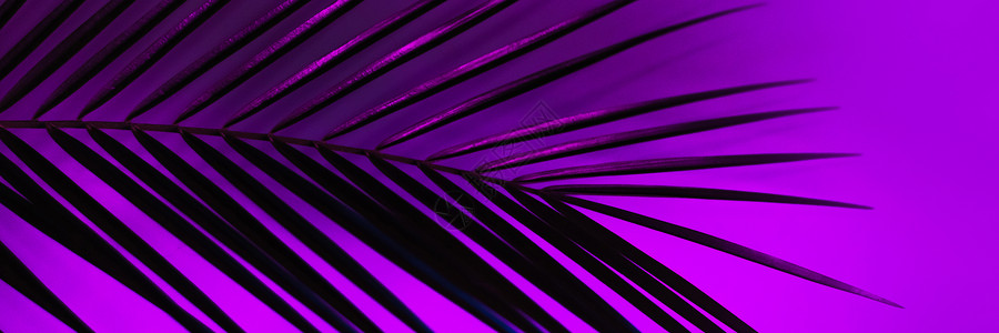长袍棕榈树的薄叶 有粉红 紫色和蓝色 现代背景 网络横幅背景图片