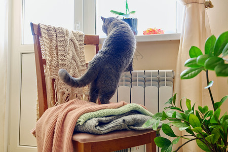 望向窗外猫灰猫在暖气散热器附近烘烤 望窗外窗户哺乳动物动物加热器虎斑房子毛皮加热衣服椅子背景