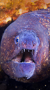 珊瑚礁鹦嘴鱼海鳗 地区公园 西班牙鳗鱼主题海上生活珊瑚礁海洋栖息地潜艇肉食性牙齿荒野背景