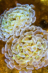 印度尼西亚莱姆贝 汉默珊瑚分公司背景图片