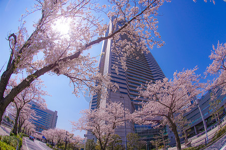 关东地区横滨市粉色的高清图片