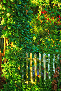 小树栅栏花园的栅栏覆盖着许多绿叶 鲜花和混合植物 在美丽的后院里 有红黄花和不同的灌木环绕着小树篱笆背景