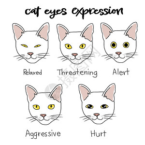 Cat 眼睛表达表图表卡通矢量插图背景图片
