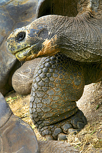 厄瓜多尔加拉帕戈斯国家公园Gal自然保护区黑龟行为动物野生动物自然公园保护风景环境目的地背景图片