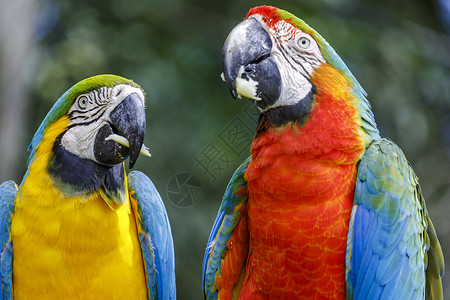蓝色两只鹦鹉热带鸟美丽高清图片