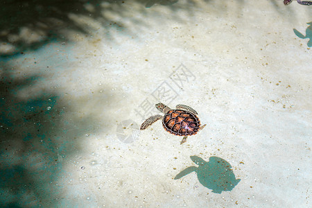 小海龟在苗圃池的缝合苗圃潜水游泳海洋配种水族馆旅游池塘情调热带背景图片