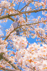鸽子的樱花和盛开背景图片