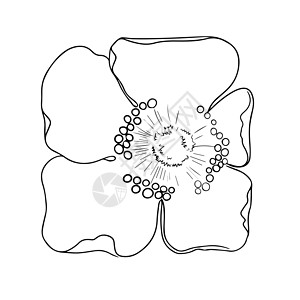 白色背景上的鲜花分隔符 黑白矢量图示草图艺术植物学插图花瓣植物群植物风格标识装饰设计图片