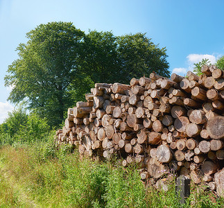 森林砍伐和砍伐的乡村景观 砍伐的原木堆积在森林里 收集干燥的木材树桩和劈开的硬木材料 用于木柴和木材工业环境高清图片素材