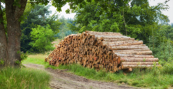 砍伐的原木堆放在森林里 收集大的干燥木材树桩和劈开的硬木材料 用于木柴和木材工业 森林砍伐和砍伐的乡村景观户外高清图片素材