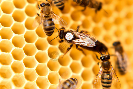 蜂后在人工蜂巢里背景图片