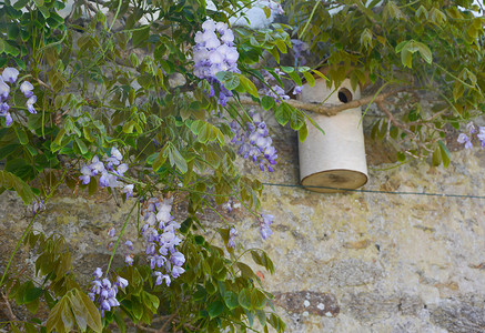 紫藤花花维斯特亚花花和鸟屋背景