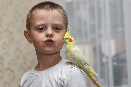黄色肩膀黑鸟宠物鹦鹉 corella 坐在一个小男孩的肩膀上羽毛黄色荒野异国波峰动物翅膀热带鸟类友谊背景
