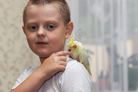 黄色肩膀黑鸟宠物鹦鹉 corella 坐在一个小男孩的肩膀上黄色异国男生朋友友谊荒野翅膀鸟类热带动物背景