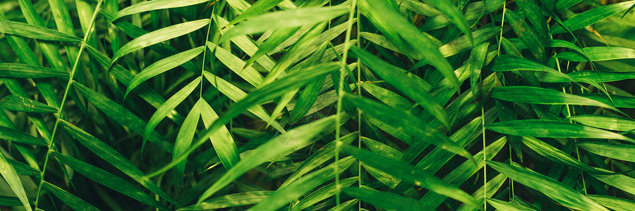 绿色薄棕榈叶植物生长在野生 热带森林植物中 在黑暗背景下常青藤抽象的颜色 网络横幅背景图片