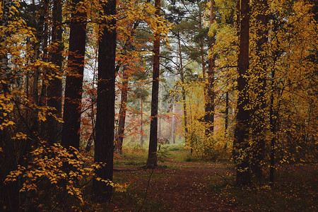 秋林中明亮的红树叶和黄树叶及树干美丽高清图片素材