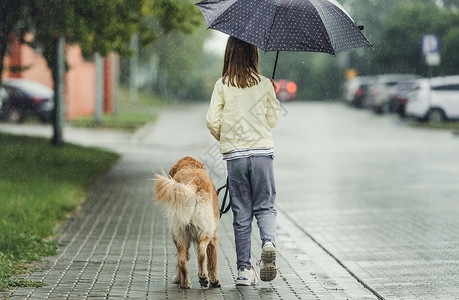 下雨天 女孩带着金色的猎狗水坑街道乐趣友谊幸福喜悦闲暇犬类下雨城市背景图片