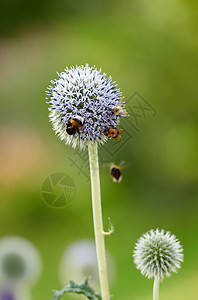 大黄蜂秋天花的图片素材