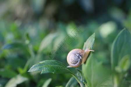 小蜗牛吃树叶带壳的小蜗牛在草地上爬行 夏日在花园里 室外花园植物叶上小蜗牛的特写 软体动物宏天线树叶房子动物螺旋动物群蜗牛植物群食物鼻涕虫背景