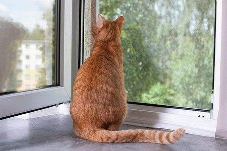 红猫坐在窗台上看窗外动物猫咪窗户宠物橙子头发生物姿势虎斑柔软度背景图片