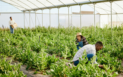 携手共筑梦想 一群农民在他们的温室里一起工作背景图片