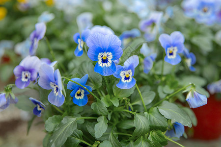 蓝三色堇在温室里生长的蓝花盆背景