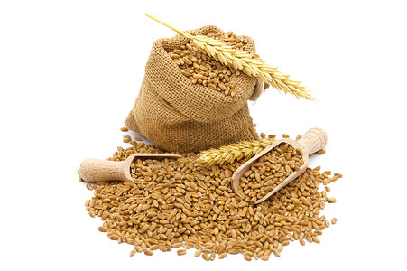 小麦谷物种子 从黄麻袋洒到白色黄麻食物农业收成季节耳朵植物营养农场面包背景图片