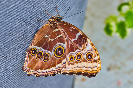 蝴蝶王冠素材猫蝴蝶在花园的灰锅上躺着背景