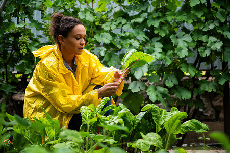 成功的西班牙裔可爱女子 业余农民农业学家 在配给花园里收集绿树叶的辛酸树叶背景图片