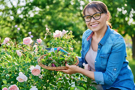 女人在花盆花园里照看玫瑰丛 摘除干枯的淡花朵叶子修枝工具女士工人剪刀后院修剪闲暇季节背景图片