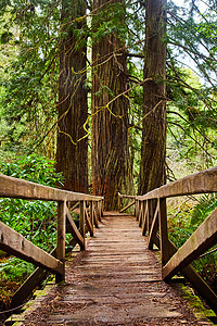 Wooden 木板桥 红木树长在路上背景图片