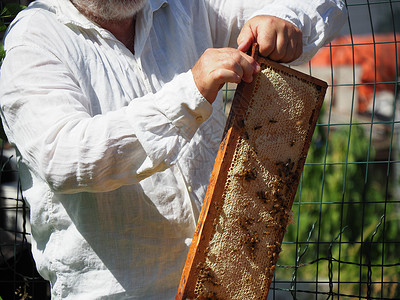 养蜂大师拔出一个带蜂蜜的框 从蚁群中的蜂巢里提取出来工作生活方式养蜂人产品农业框架检查乡村爱好蜂房背景图片