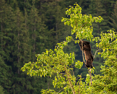 树上的熊野棕色或黑熊幼熊在阿拉斯加树上高处小熊公园叶子捕食者植物森林分支机构小动物棕熊大灰熊背景