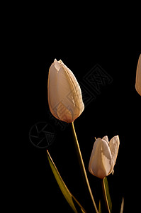 黑色背景下生长的白色花园花 郁金香品种的迪迪埃郁金香特写 花瓣纯正 春天在大自然中绽放出美丽的花束背景图片