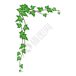 爬藤月季Ivy 角落孤立在白色背景上 用绿叶攀爬藤树 矢量卡通爬行器插画