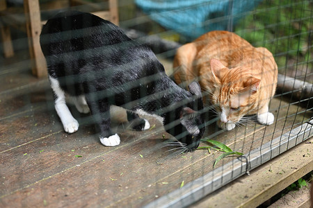 两只可爱的猫在动物收容所 黑笼里吃草笼子高清图片素材