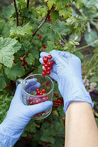 丁腈手套在阳光明媚的夏日 在花园里聚集红草原叶子食物植物饮食生长水果红色农场浆果手套背景