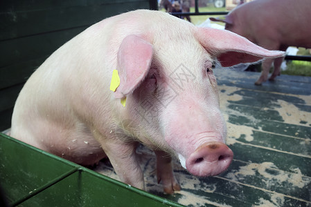 瑞典达拉尔纳一家养猪场上的一头幼猪田园猪肉好奇心宠物食物草地动物风光婴儿谷仓可爱的高清图片素材